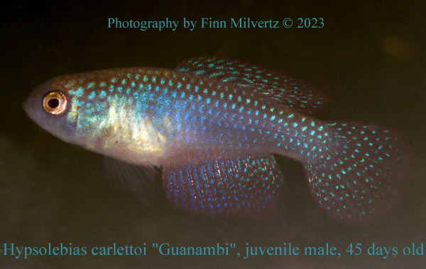 Hypsolebias carlettoi "Guanambi"