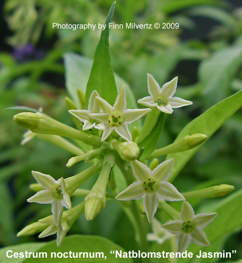 Billeder af Natblomstrende Jasmin