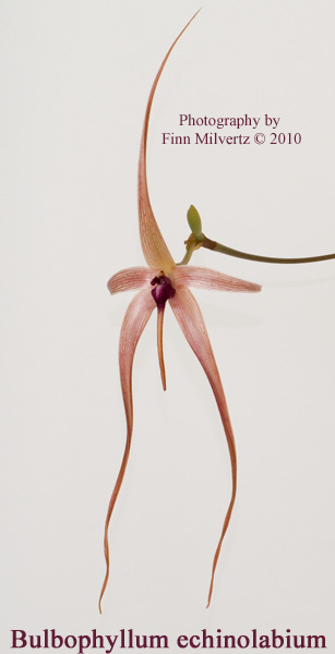 Billeder af Bulbophyllum echinolabium