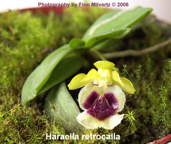 Billeder af Haraella retrocalla