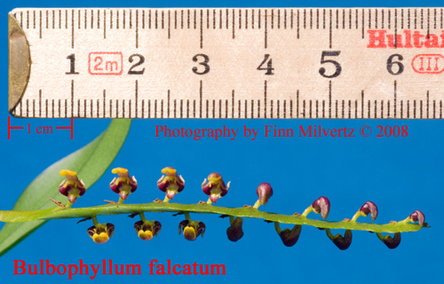 Billeder af Bulbophyllum falcatum